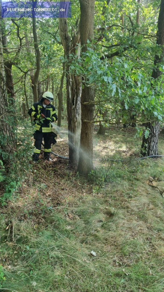 FW2 - brennt Unterholz